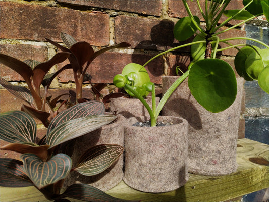 How to tailor your substrate to your plants seasonal requirements